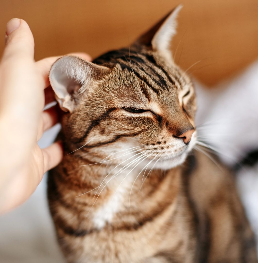 petting cat