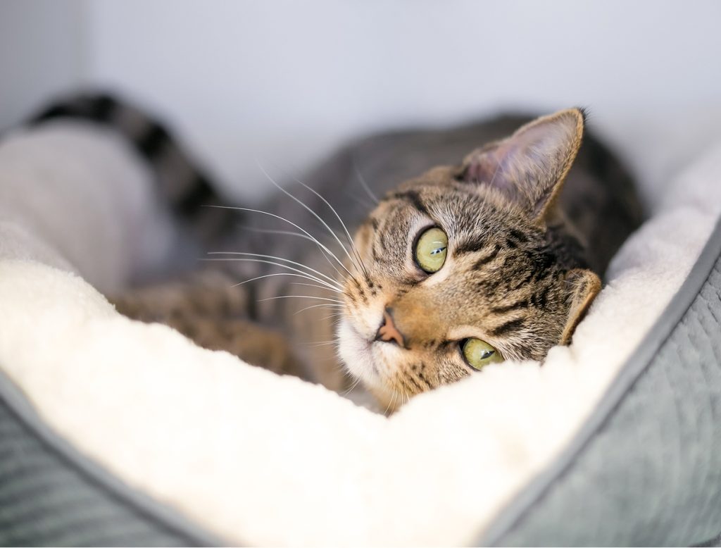Cat Resting