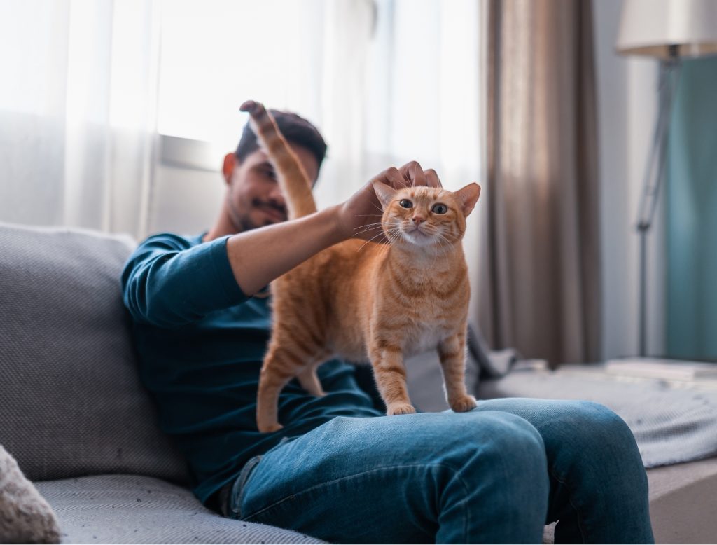 cat on lap