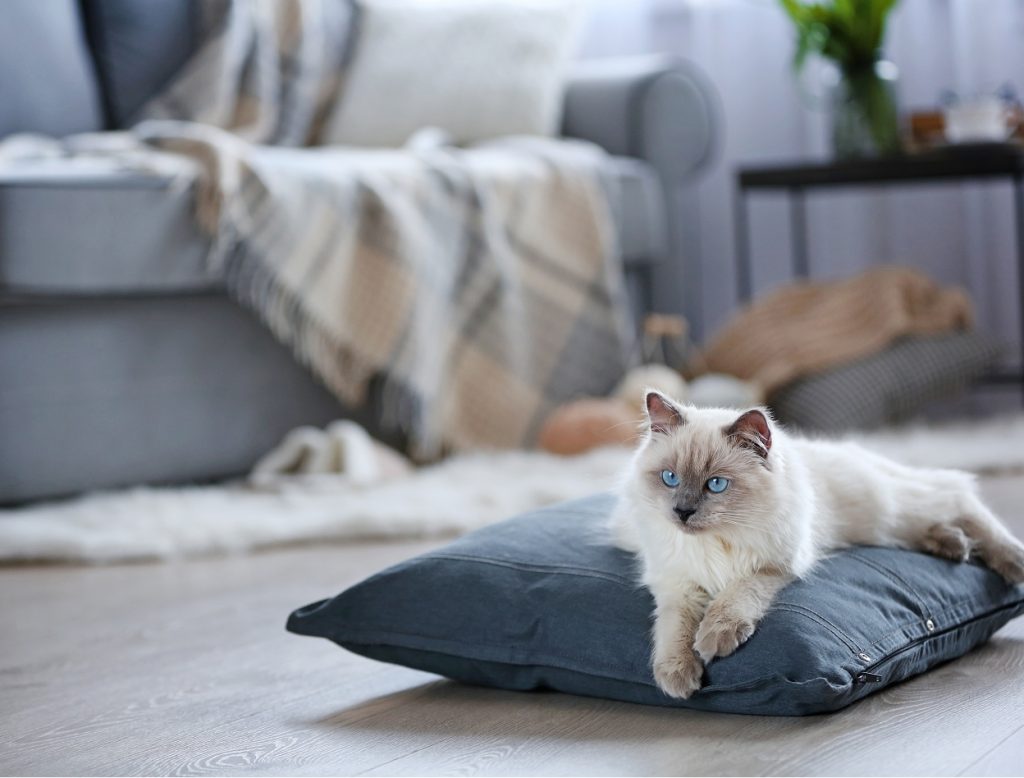 Cat laying down