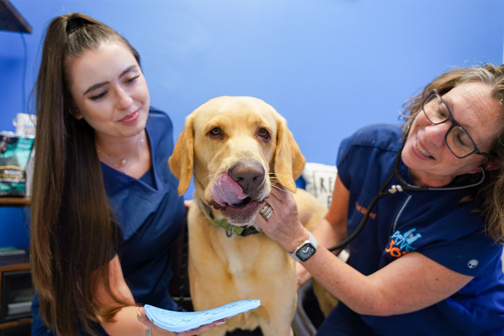 vet techs with dog