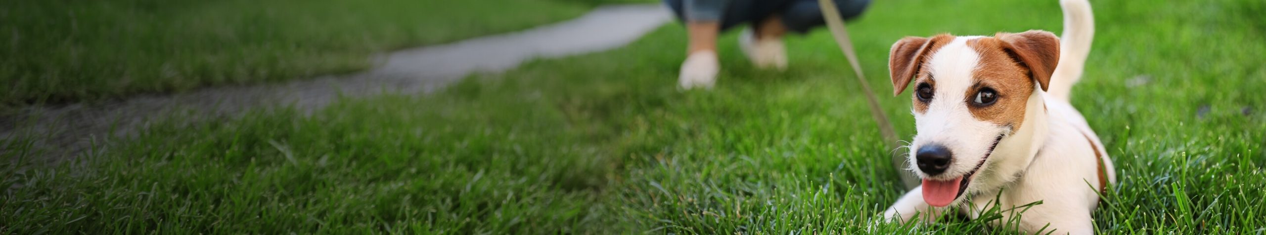 Dog in grass