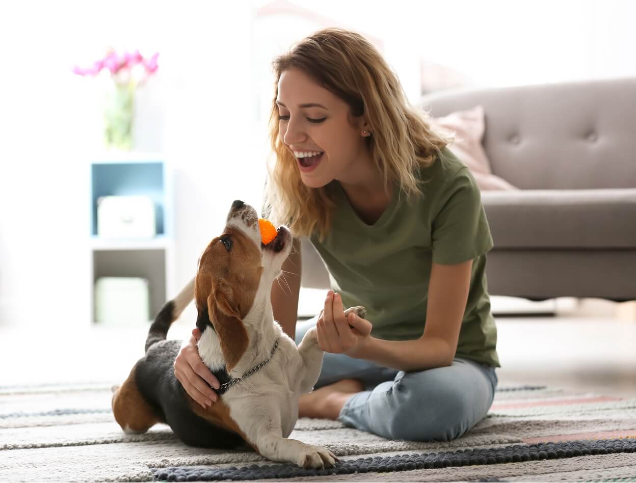 PetVet365