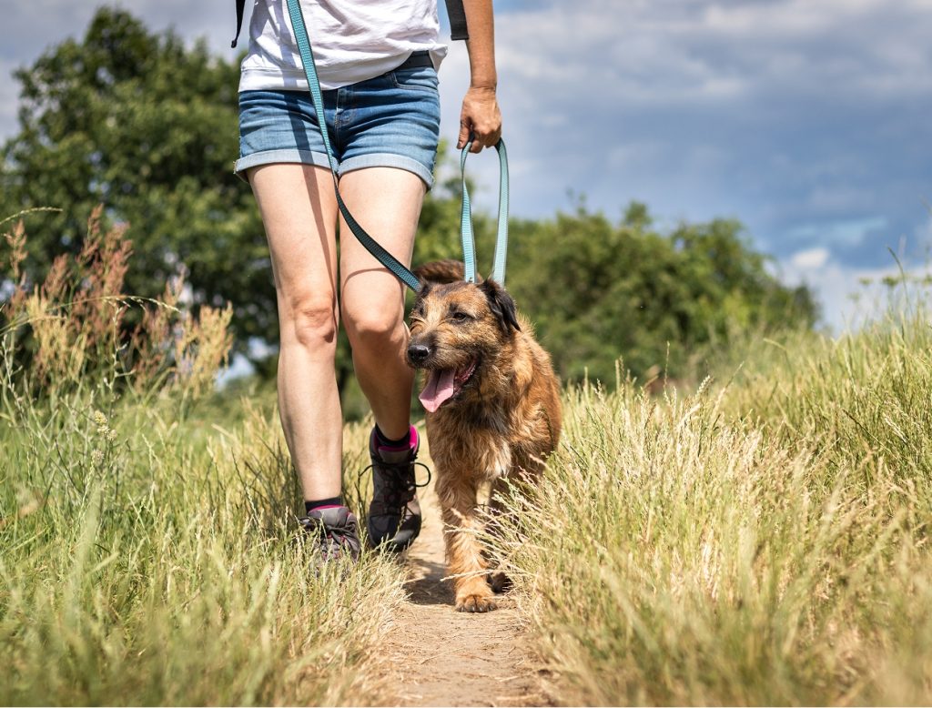Walking Dog