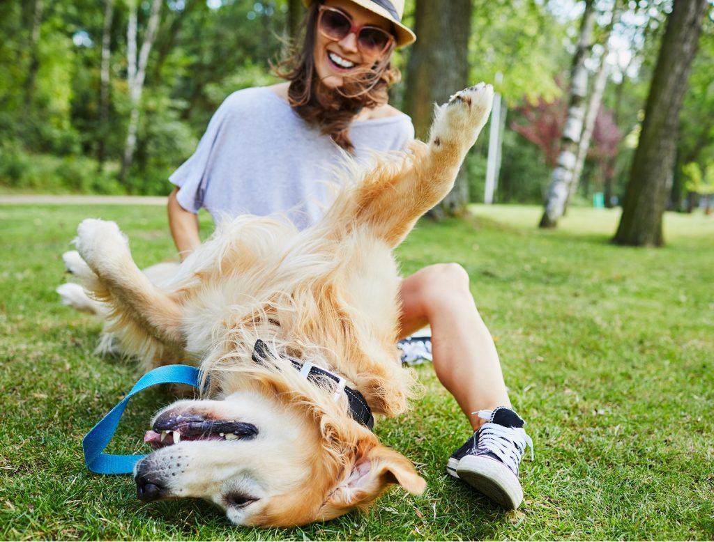 dog playing