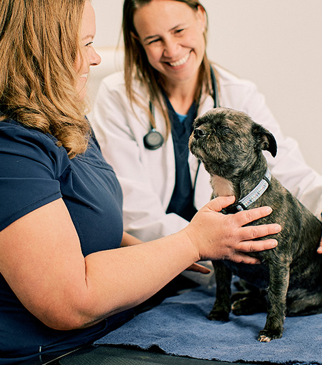 Fox Chapel Vets with dog