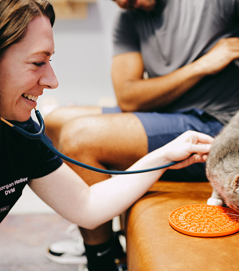 Georgetown Vet with Cat
