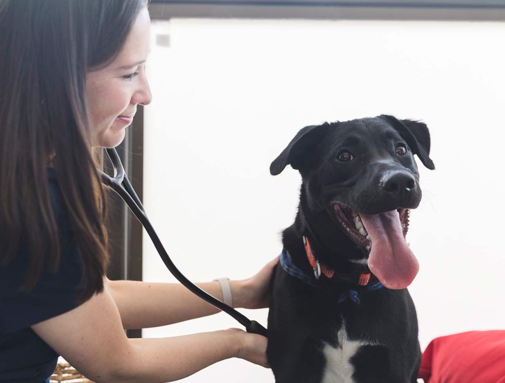 treating a dog