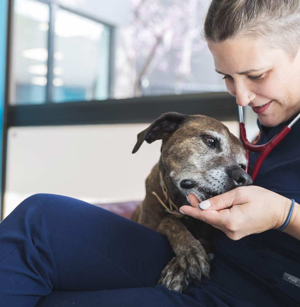 caring for dog