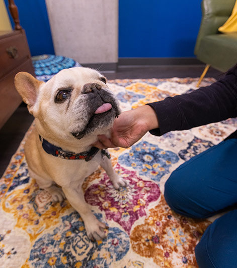 University Vet with Dog