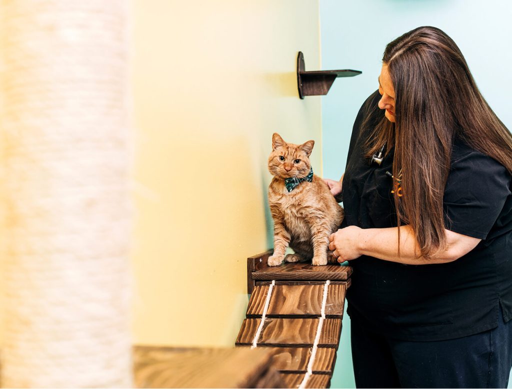 working with cat