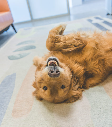 Dog On Floor