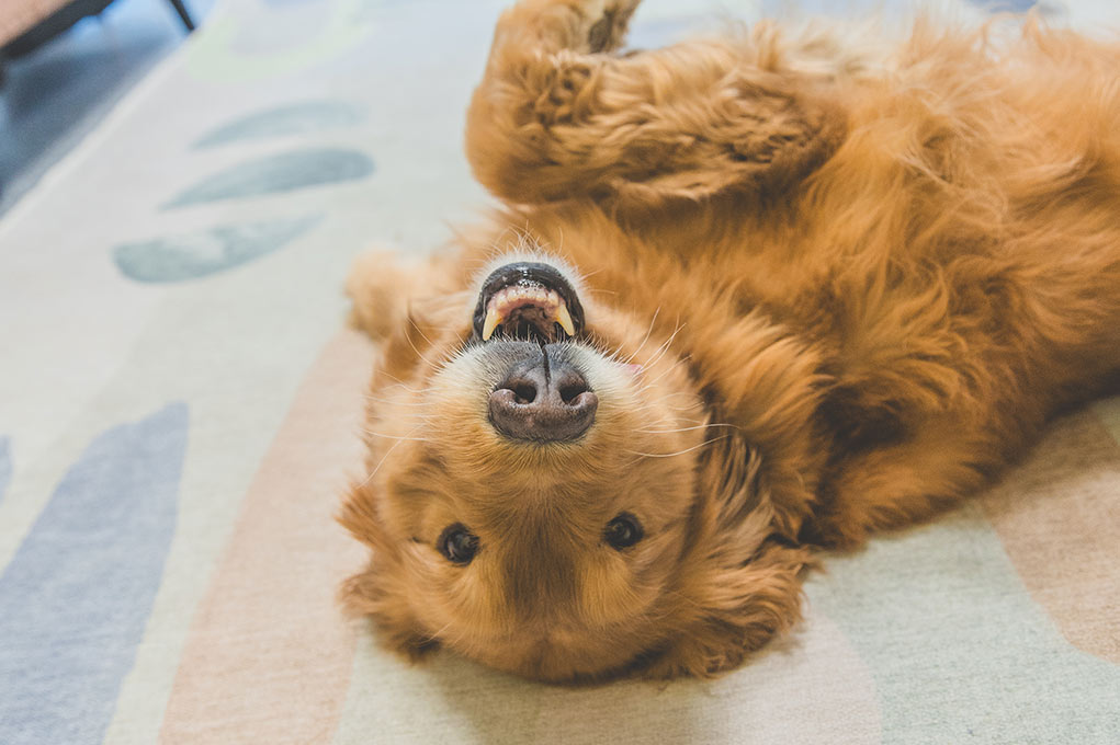 dog rolling over
