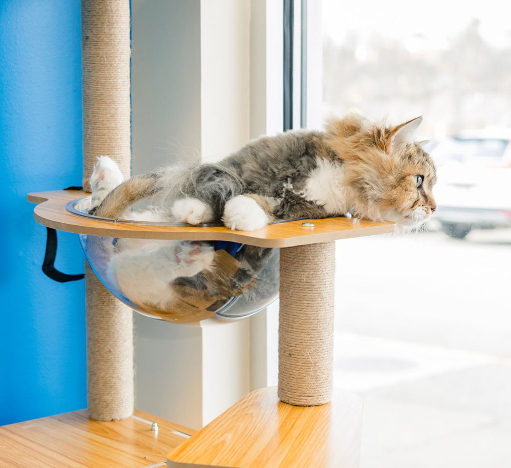 Cat relaxing