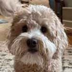 Jacqueline Bell Dog
