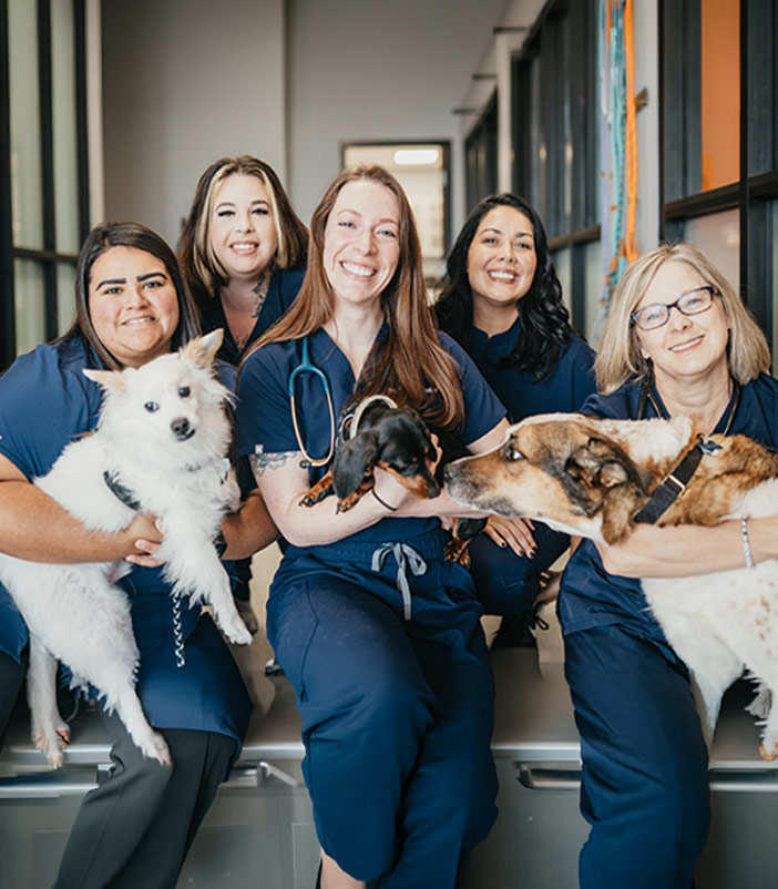 Vets holding pets