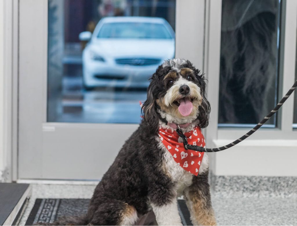 Dog on leash